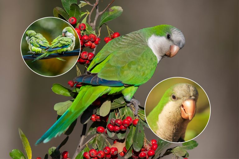 hovedbillede papagoje