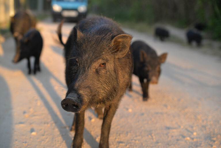 Spanish,Boars,On,Costa,Blanca