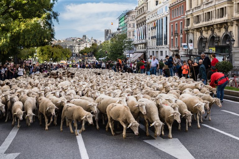 Madrid,,Spain,-,October,22,,2017:,Feast,Of,Transhumance,In