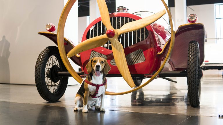 1 Hver mandag kan du tage din hund med på bilmuseet i Málaga.