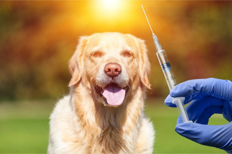 Vaccine,Rabies,Bottle,And,Syringe,Needle,Hypodermic,Injection,immunization,Rabies,And
