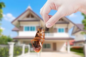 Sommaren är här – och med den även kackerlackorna!