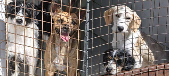 1045d76dca684e4a4492a7f03b207f00