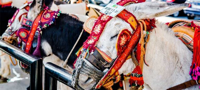 641e6d906b92bc35b9b6d7b4cd5b248c