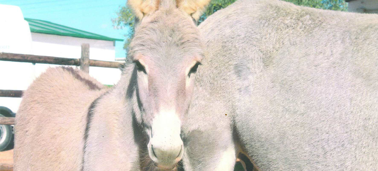Æsel