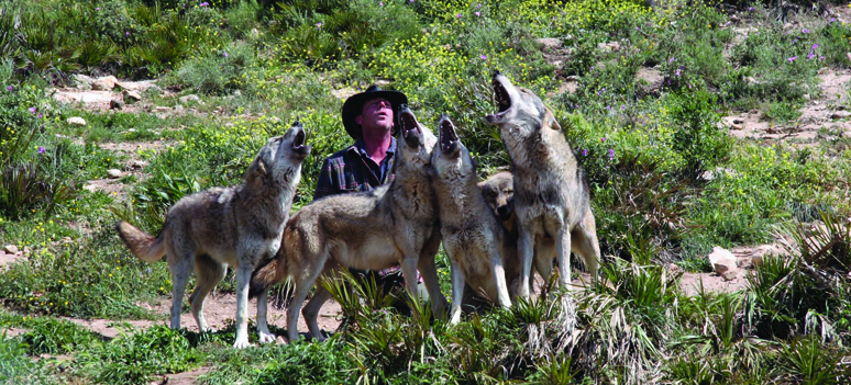 Daniel  European wolves 13