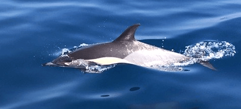 Delfin helle