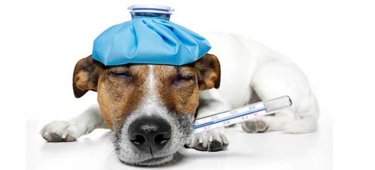 Kadbaserad salva laker sar snabbare utan antibiotika