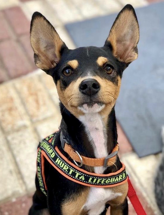 MS RESCUE PHILLIP