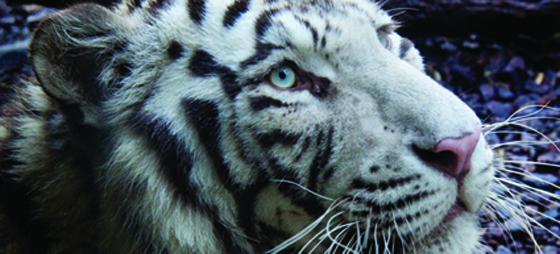 ce5428c4dc16995e41376cc0e10a3041