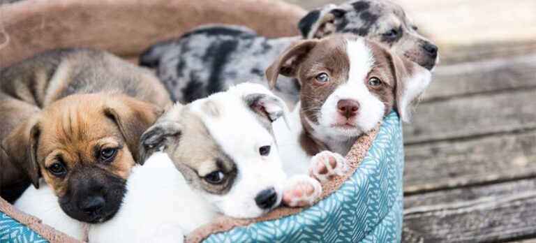 de11cc4d358f67e60cb5d49fdd108623