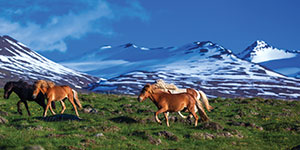 island-heste