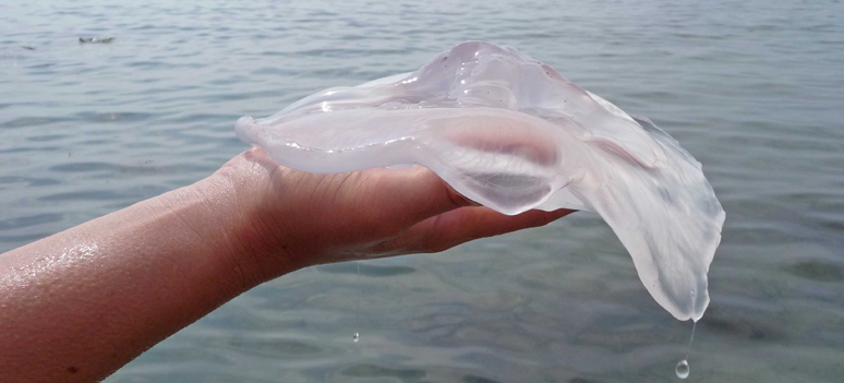 shutterstock 154478231