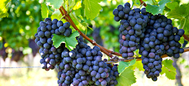 shutterstock 94748437