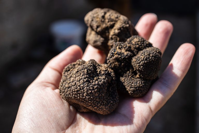 Hand,Holding,Mushrooms,Black,Truffles,On,Outdoor.,Closeup