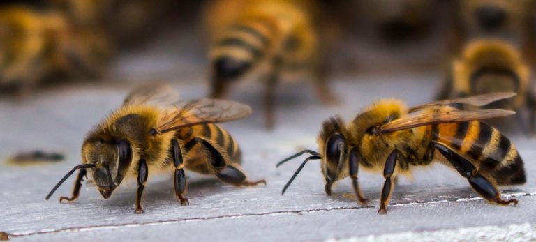 31a06b9692424b4037944dc1062b0223