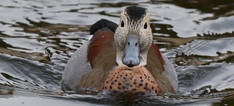 91c2d322e519e9c9d231fc25c74ce428