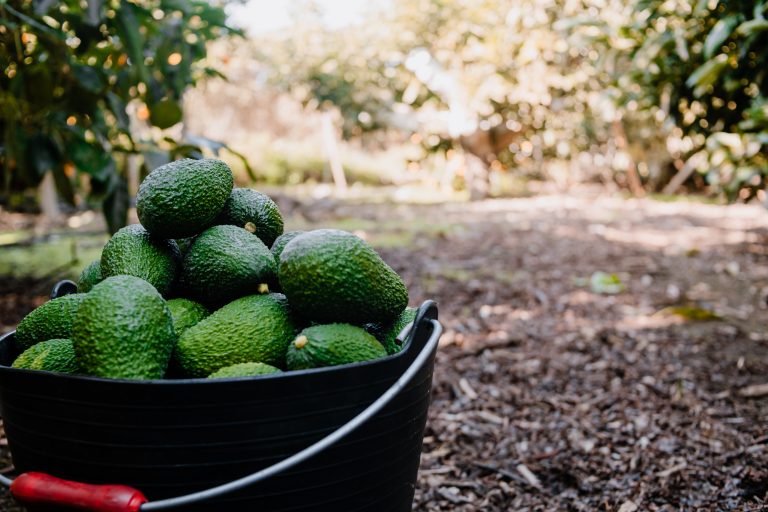Hass,Avocados,Harvested,Inside,Of,A,Bucket