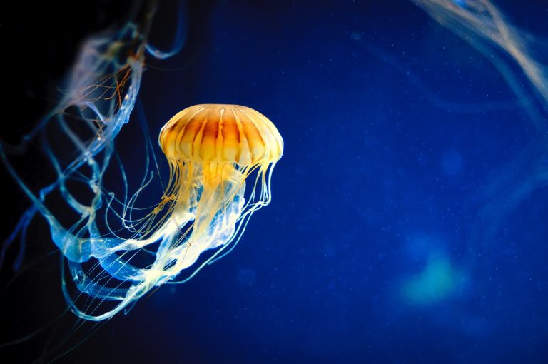 shutterstock_588970763