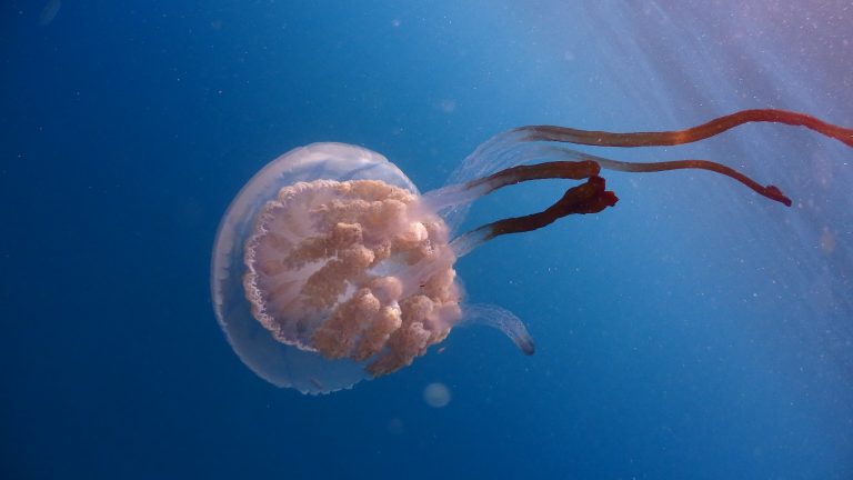Rhizostoma,Luteum,Rare,Jelly,Fish