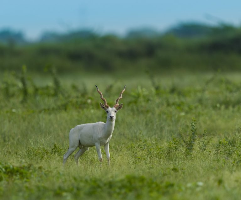 Albinism,In,Blackbuck,Is,Rare,And,Caused,By,The,Lack