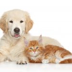 Sommaren är här! Är ditt husdjur förberett?