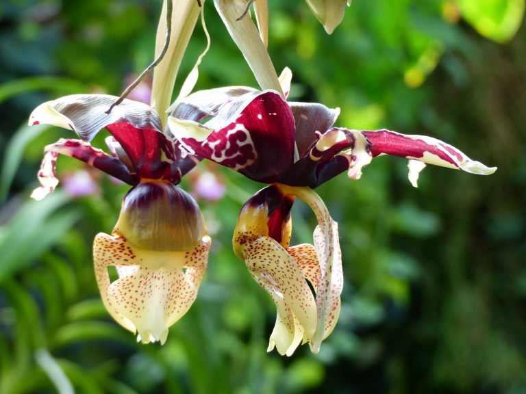 Stanhopea,Tigrina,,Orchid.,Orchidaceae,Family
