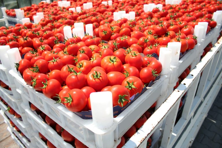 Red,Tomatoes,In,The,Boxes