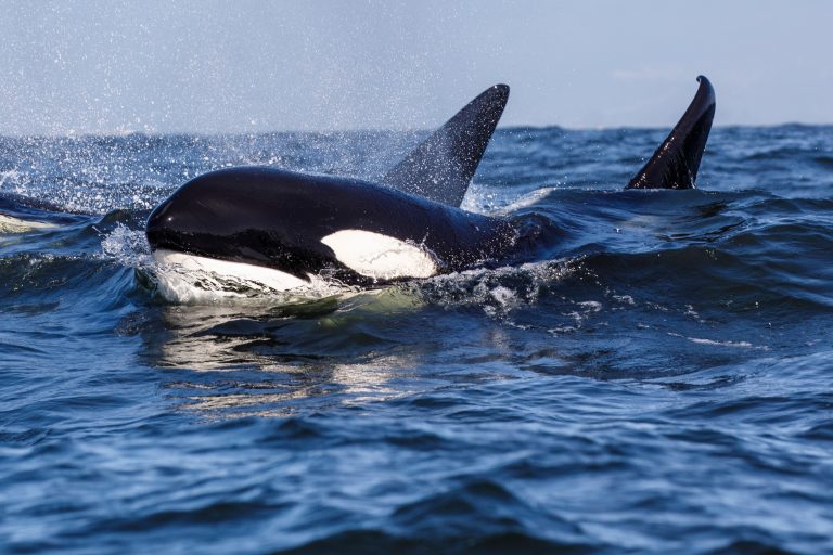 Killer,Whale,-,Orcinus,Orca