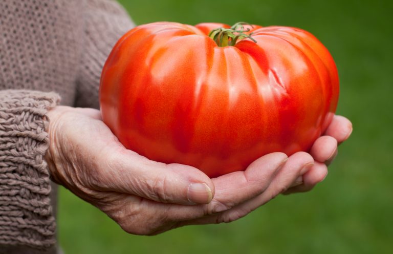 Elderly,Woman,Hand,Holding,A,Giant,Red,Tomato