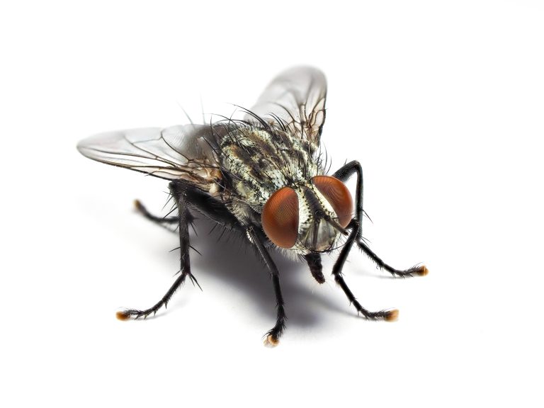 Housefly,Fly,Flies,Isolated,On,White,Background,With,Shadow.
