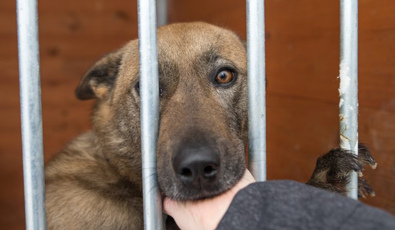 Abandoned,Dog,In,The,Kennel