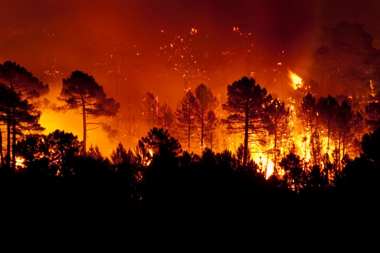 Forest,Fire,,Pinus,Pinaster,,Guadalajara,(spain)