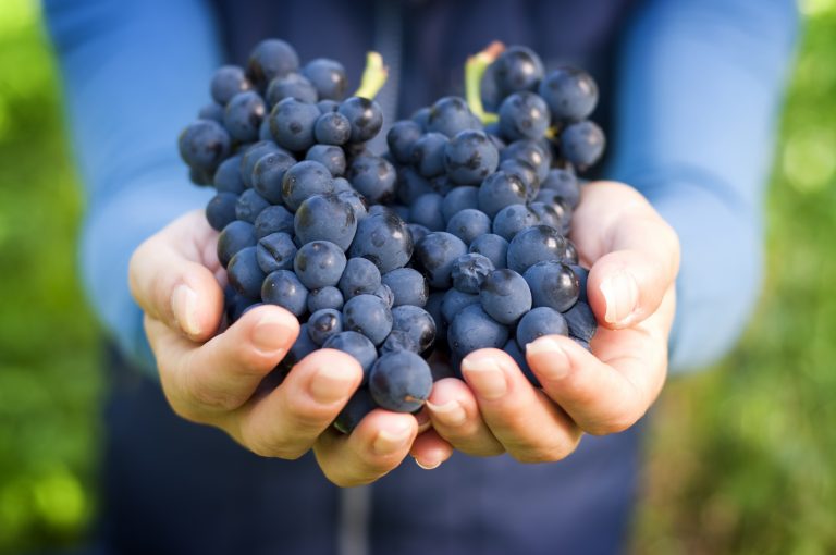 Hand,Holding,Fresh,Red,Bunch,Of,Grapes,In,The,Vineyard