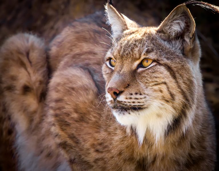 Portrait,Of,A,Wild,Iberian,Lynx