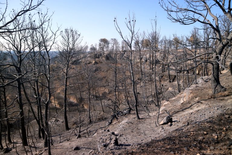 Destroyed,Olive,Grove,And,Forest,Following,Wildfires,In,Tarragona,,Spain