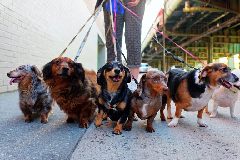 Walking,The,Pack/array,Of,Dogs,,Most,Dachshunds,,Being,Walked,By