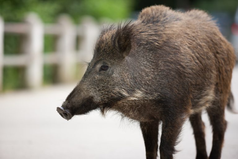 Wild,Pig,Crossing,The,Street.
