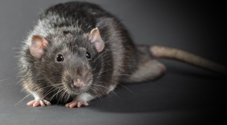 Animal,Gray,Rat,Close-up,On,A,Black,Background