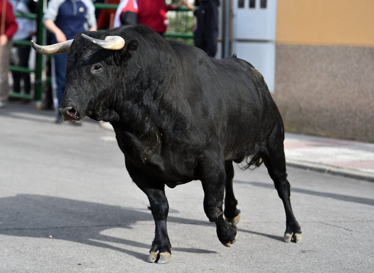 Bull,In,Spain