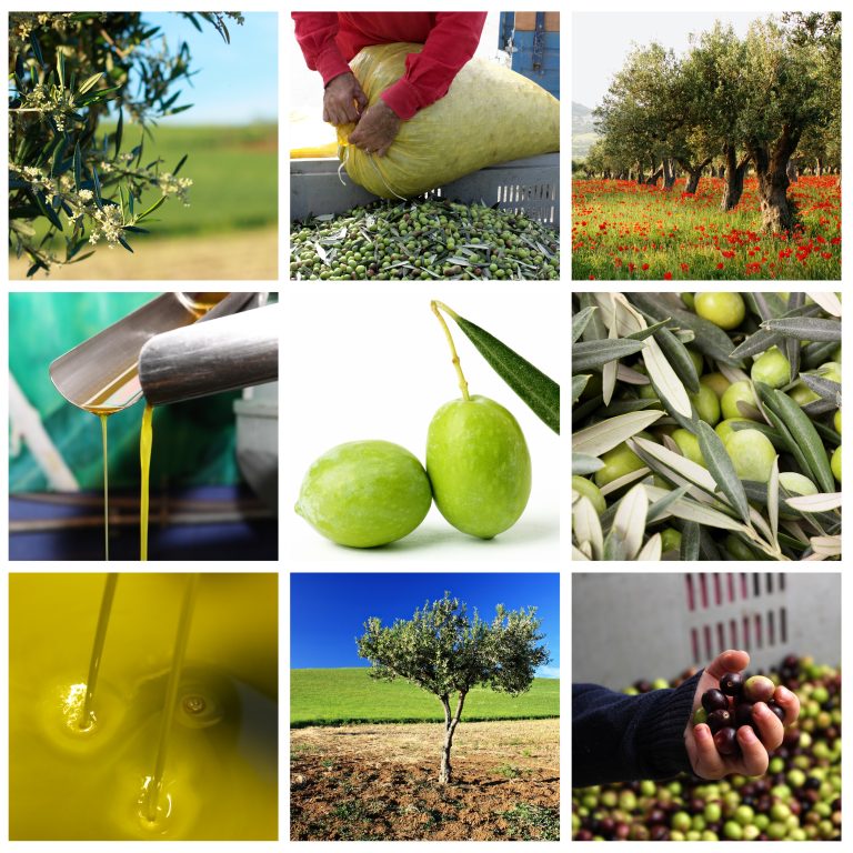 Process,Of,Olive,Oil,Production