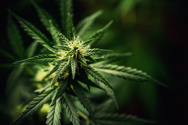 Blooming,Marijuana,Plant,With,Early,White,Flowers,,Cannabis,Sativa,Leaves,