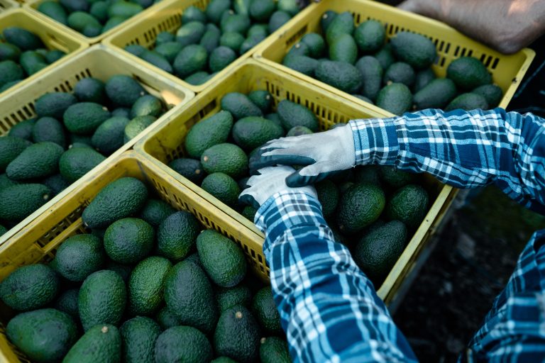 Farmer,Hands,Resting,On,Avocados,Boxes.harvest,Season.,Organic,Avocado,Plantations