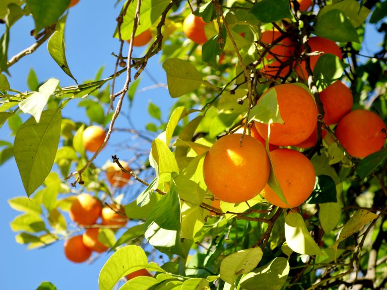Close-up,Of,Ripe,Bitter,Oranges,On,A,Tree,On,A