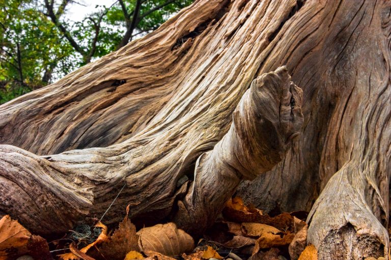 An,Old,Stump,,Worn,By,The,Waves,And,The,Weather