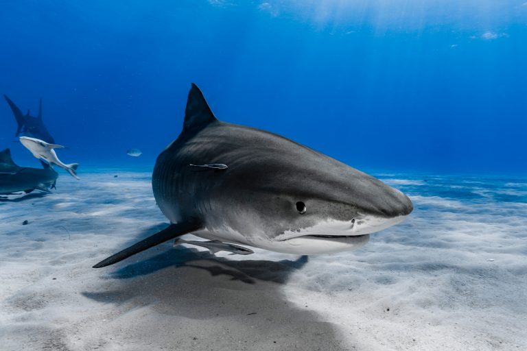 Tiger,Shark,(galeocerdo,Cuvier),Swimming,Over,The,Reef
