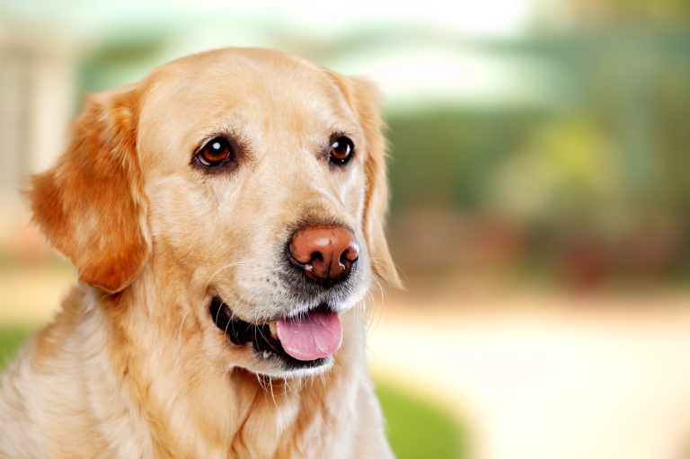 Happy,Cute,Dog,Sitting,On,The,Grass,In,The,Park.