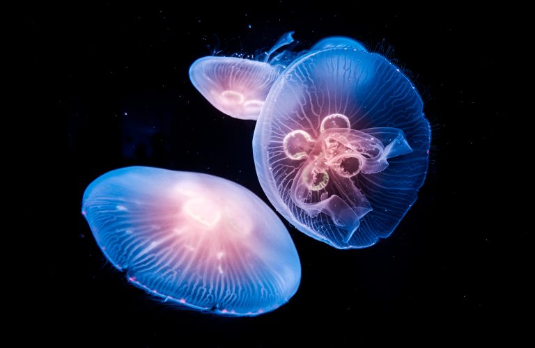 Glowing,Jellyfish,In,Underwater,Ocean
