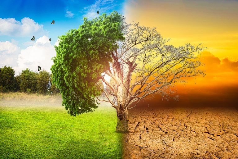 Environmental,Concepts,,Live,And,Dead,Big,Tree.
