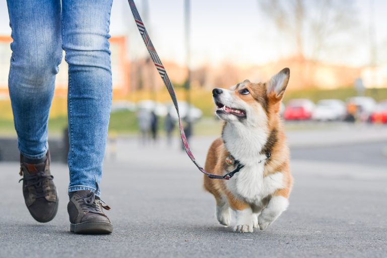 Welsh,Corgi,Pembroke,Dog,Walking,Nicely,On,A,Leash,With